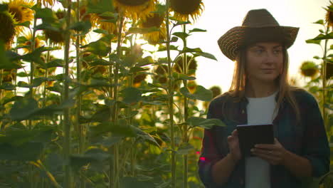 A-farmer-girl-in-a-straw-hat-and-plaid-shirt-is-walking-on-a-field-with-a-lot-of-big-sunflowers-in-summer-day-and-writes-its-properties-to-her-computer-for-scientific-article.